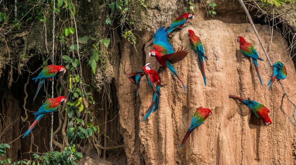 Manu National Park Expedition